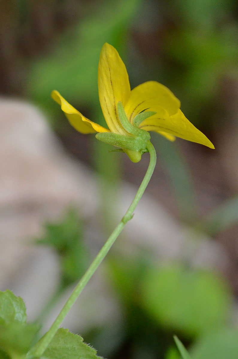 Viola biflora / Viola gialla